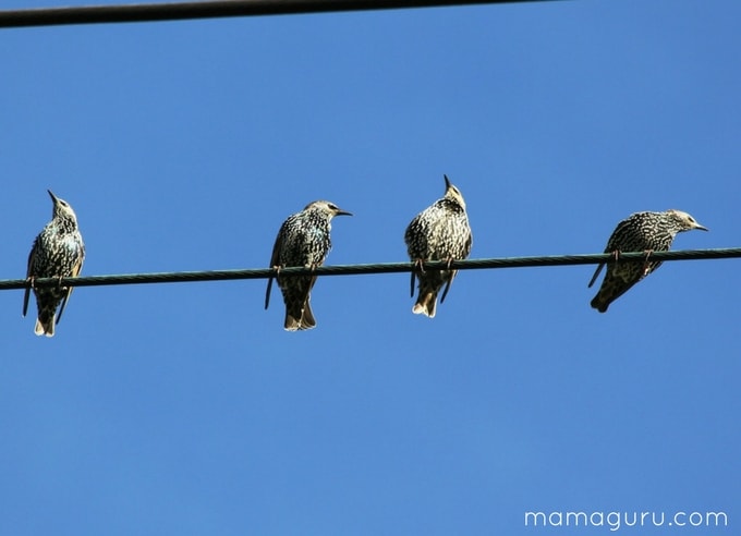 Birdwatching: A Beautiful Way to Practice Mindfulness