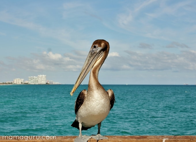 Birdwatching: A Beautiful Way to Practice Mindfulness, pelican