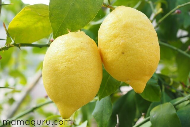 Authentic Italian Recipe for Limoncello Makes a Perfect Gift