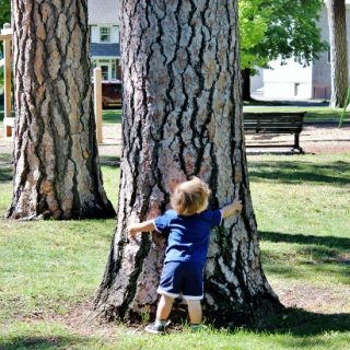 Tree-Hugger