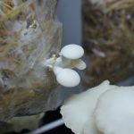 Making Groceries: Oyster Mushrooms