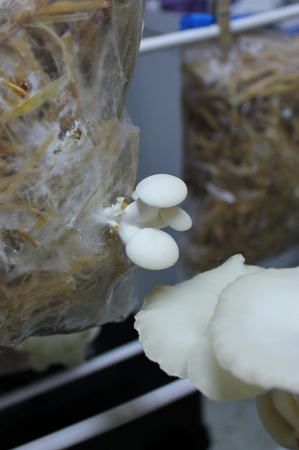 Instant Pot Growing Mushrooms: Pasteurized Straw Update 