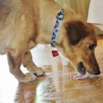 A Green Alternative to Roomba