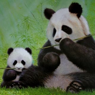 Book Review: Pi-shu the Little Panda
