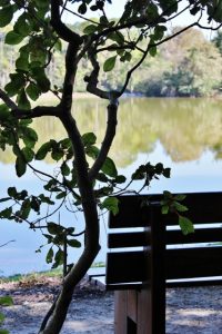 bench by pond