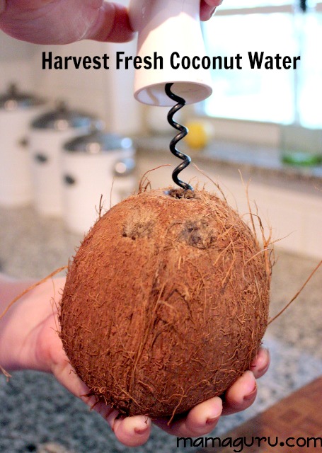 honest harvest coconut water