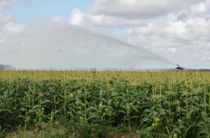 corn field