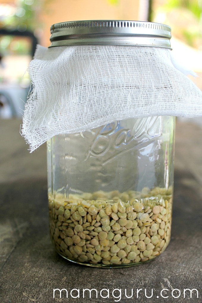 How to Sprout Lentils