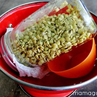 How to Sprout Lentils