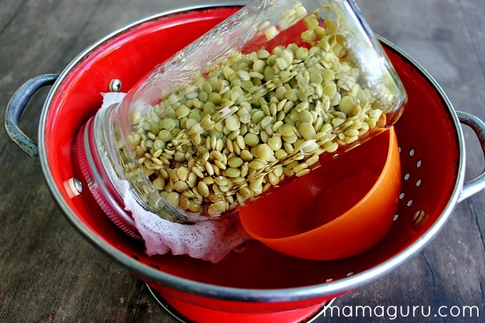 How to Sprout Lentils