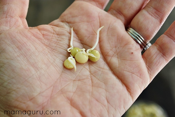 How to Sprout Lentils