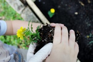 planting