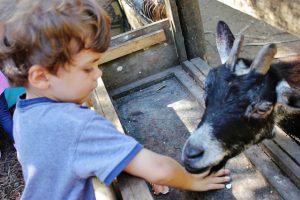 petting zoo