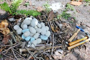dinosaur eggs