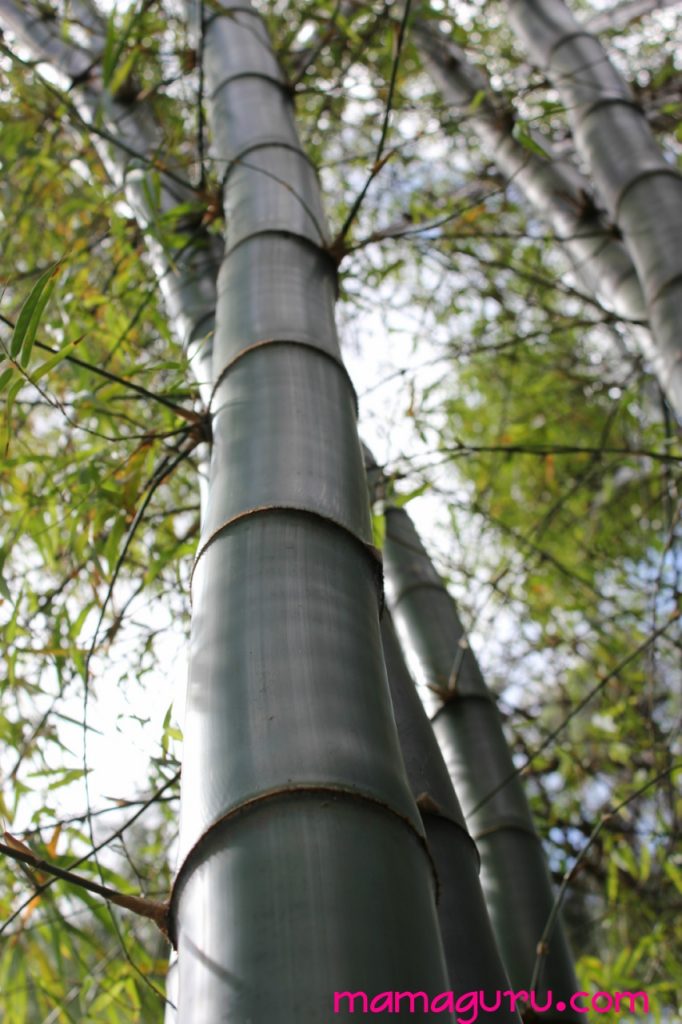 bamboo (853x1280)