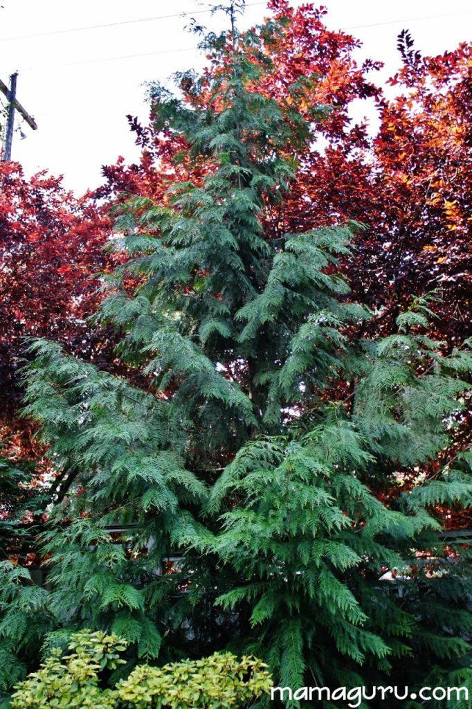 fall tree (853x1280)