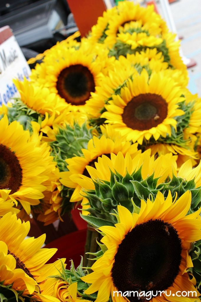 sunflowers (853x1280)