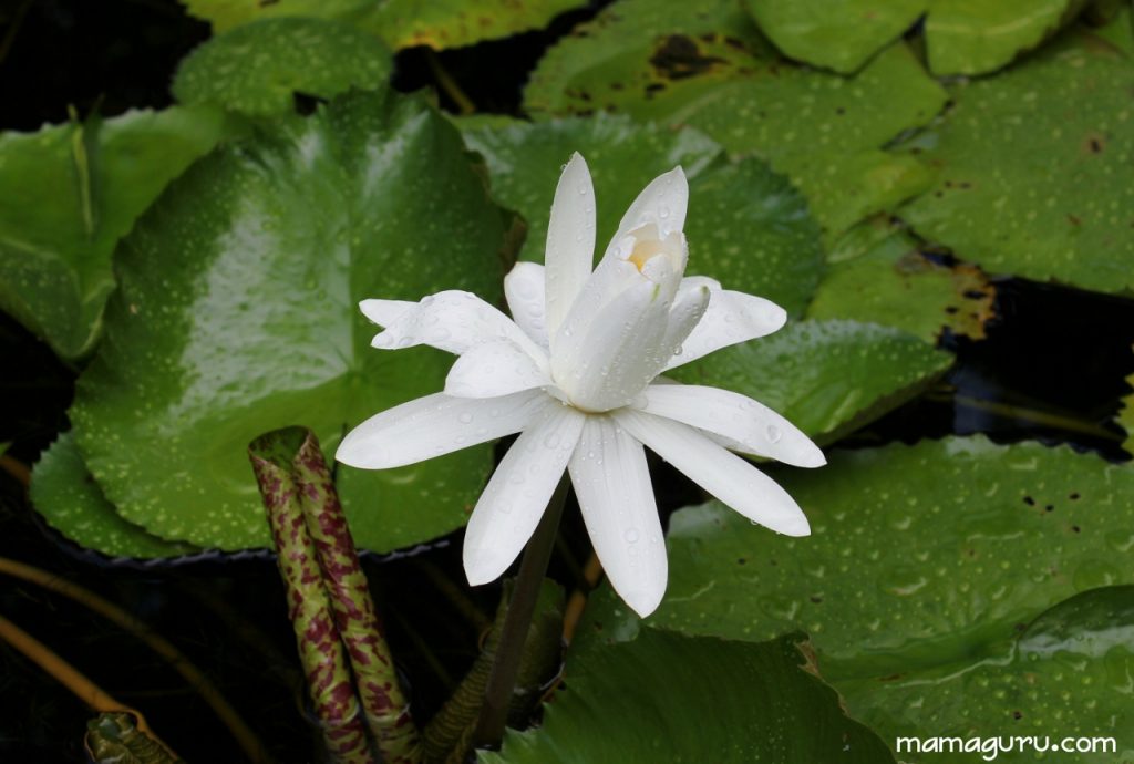 white lotus (1280x863)
