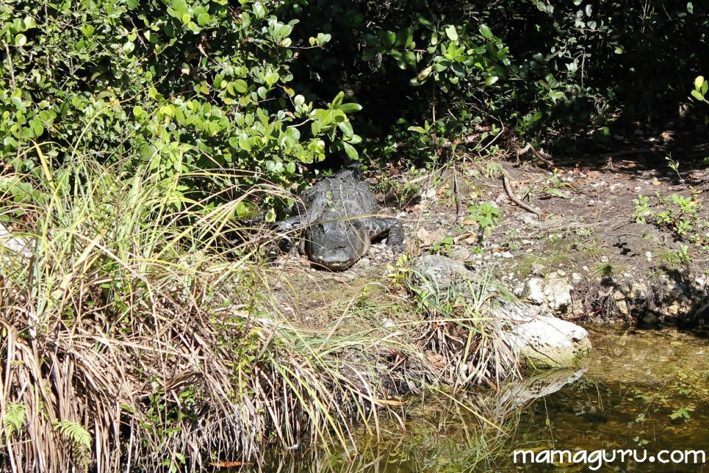 everglades 012 (1280x854)