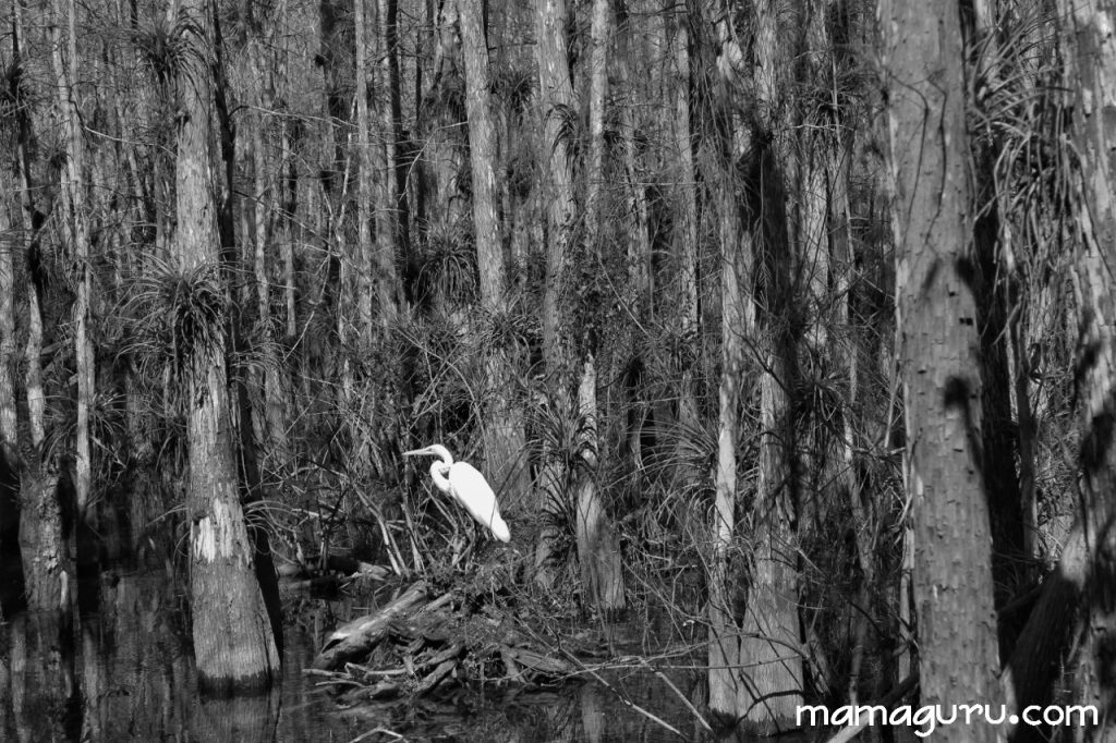 everglades 021 (1280x853)