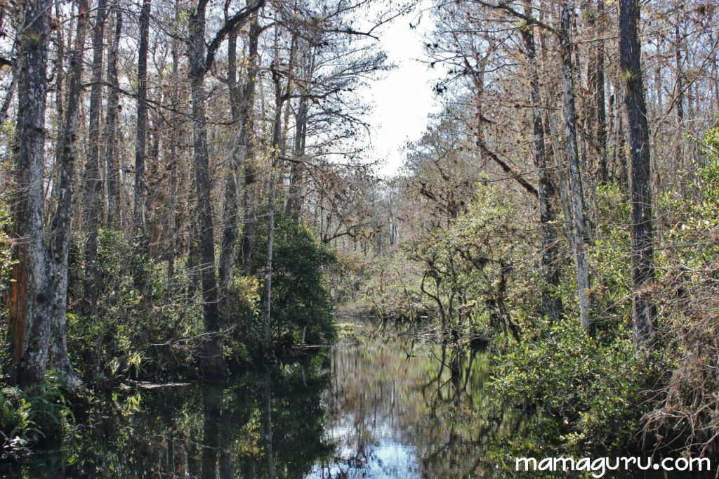 everglades 032 (1280x853)