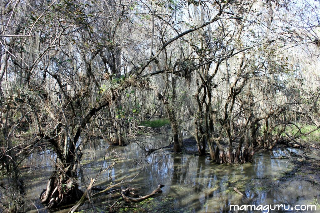 everglades 047 (1280x853)