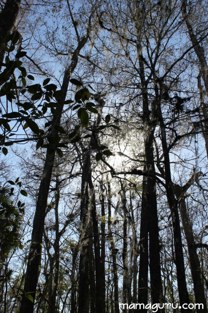 everglades 048 (853x1280)