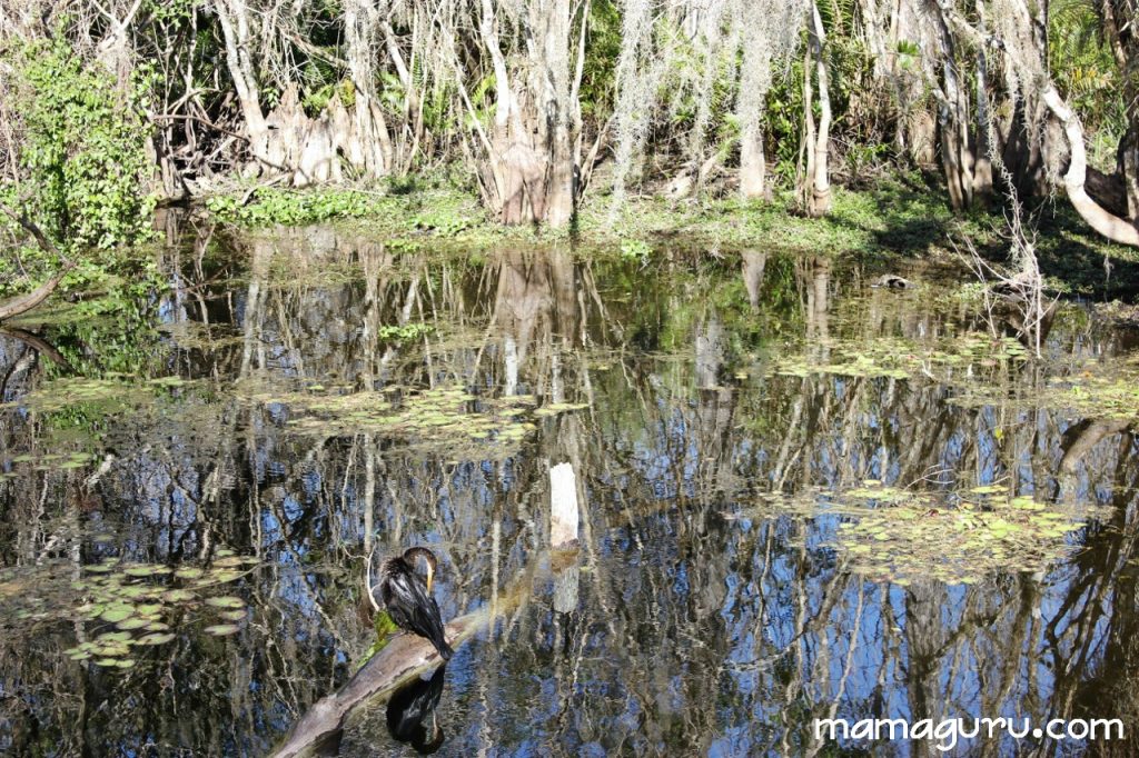 everglades 056 (1280x853)