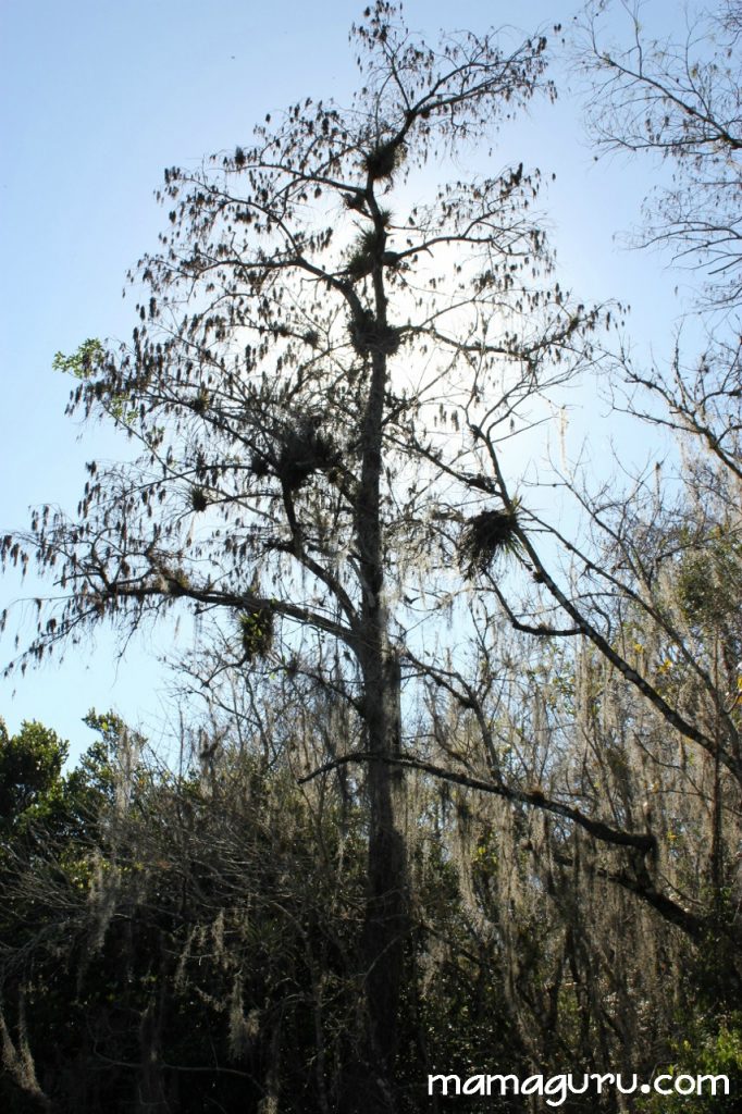 everglades 091 (2) (853x1280)