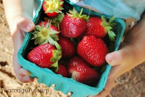 Visit a strawberry farm and kids pick strawberries