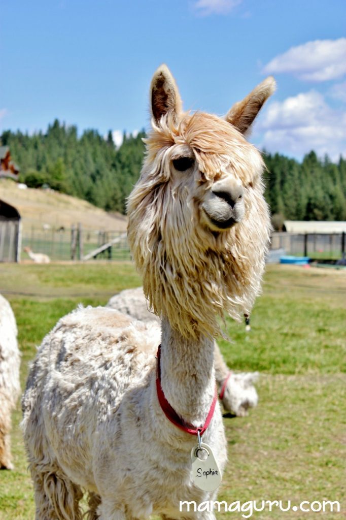 llama