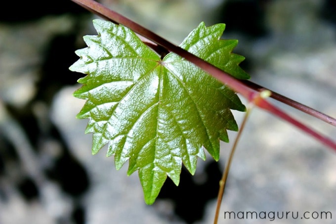 Green is the Color of Love, heart-shaped leaf