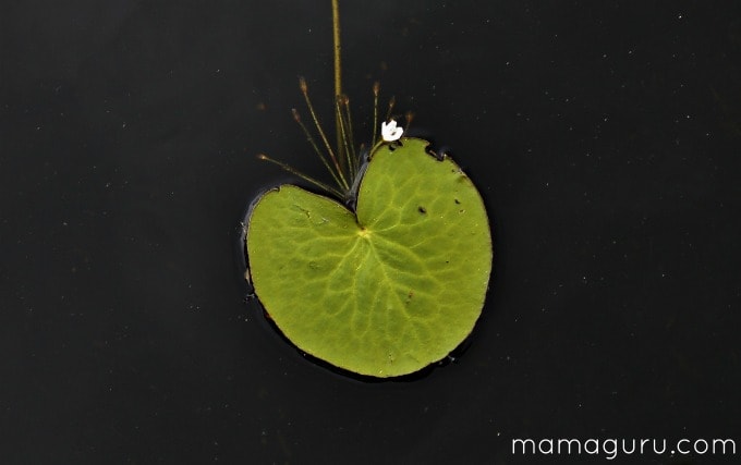 Green is the Color of Love, heart shaped lilypad
