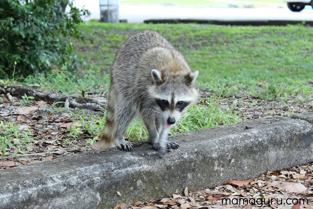 The Intangible Childhood, racoon