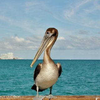 Birdwatching: A Beautiful Way to Practice Mindfulness, pelican