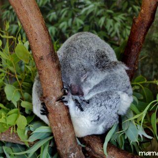 Five Fun Facts About Koalas