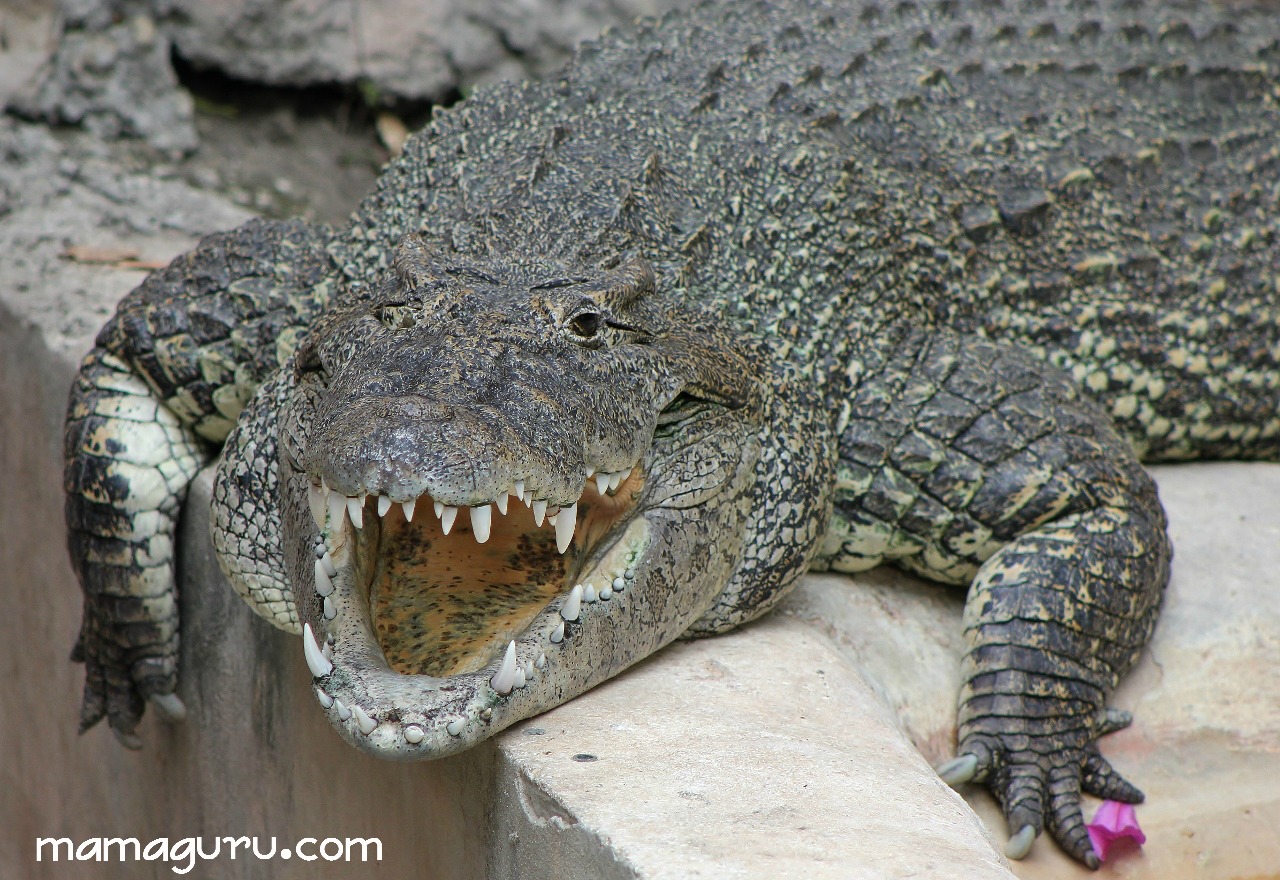 Difference Between Alligators and Crocodiles • Mamaguru